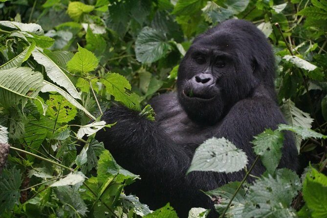 2 Days Gorilla Trekking Uganda - 2 Days Gorilla Trekking Uganda: A Close-Up with Nature’s Gentle Giants