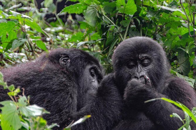 2 Days Gorilla Trekking Uganda - Frequently Asked Questions