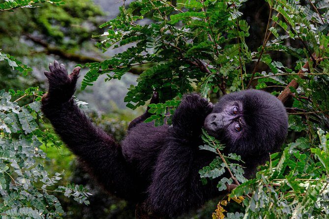 2 Days Gorilla Trekking Uganda - Final Thoughts