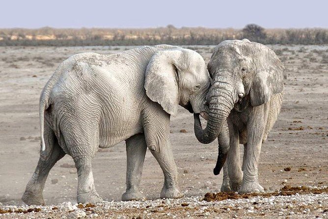 2 Days Group Joining Camping Safari Tarangire Park and Ngorongoro Crater - Detailed Review of the Safari Experience