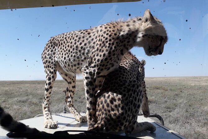 2 Days Group Joining Camping Safari Tarangire Park and Ngorongoro Crater - FAQs