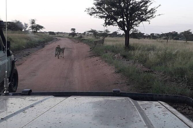 2 Days Group Joining Camping Safari Tarangire Park and Ngorongoro Crater - Final Thoughts