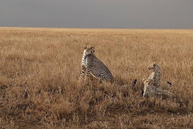 2 Days Group Joining Camping Safari Tarangire Park and Ngorongoro Crater - Final Recommendation