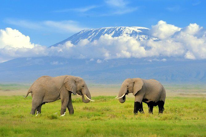 2 days group safari to Amboseli National park (Mon-Wed-Sat only) - Key Points
