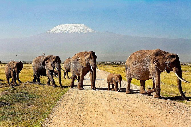 2 days group safari to Amboseli National park (Mon-Wed-Sat only) - Why Choose This Amboseli Safari?