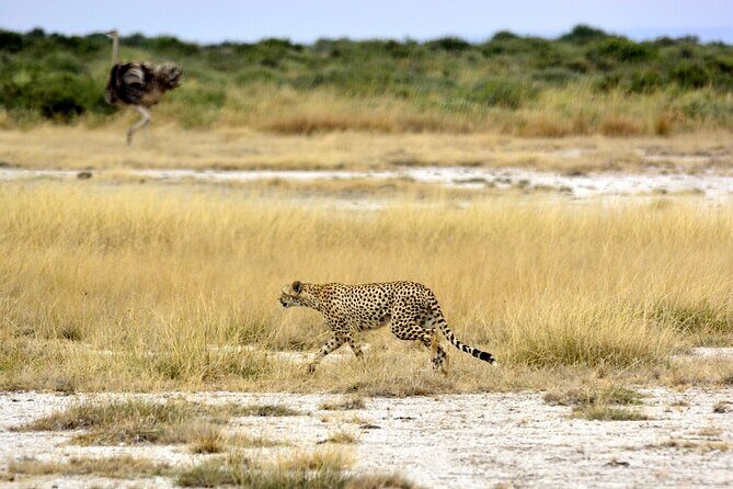 2 days group safari to Amboseli National park (Mon-Wed-Sat only) - What’s Included & What to Consider