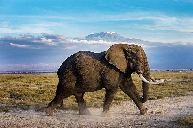2 days group safari to Amboseli National park (Mon-Wed-Sat only) - Authentic Experiences & Insights from Reviewers
