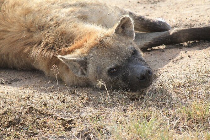 2 days group safari to Amboseli National park (Mon-Wed-Sat only) - Who Should Consider This Tour?