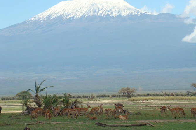 2 days group safari to Amboseli National park (Mon-Wed-Sat only) - FAQs