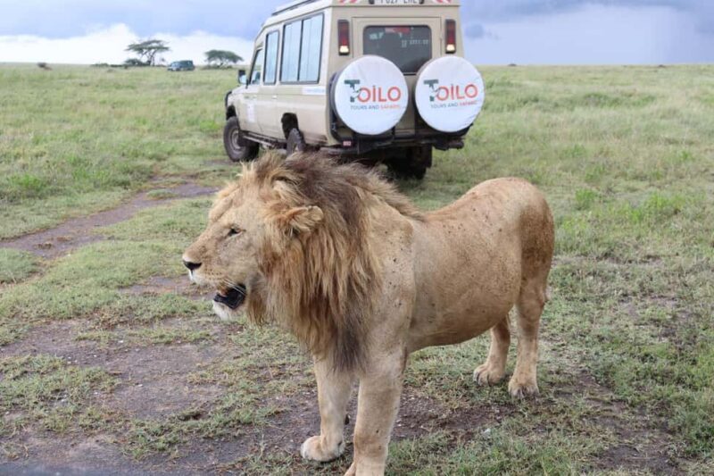 2  Days Group Tour Tarangire and Ngorongoro Crater - Quality of Transportation and Accommodation