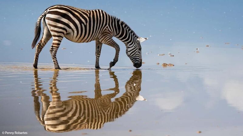 2 Days Group tour to Amboseli Using Landcruiser 4x4 Jeep - Key Points