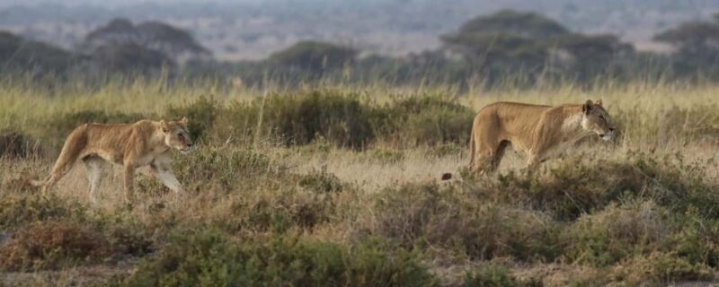 2 Days Group tour to Amboseli Using Landcruiser 4x4 Jeep - An In-Depth Look at the Amboseli 2-Day Safari