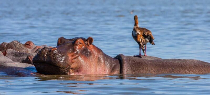 2 Days Group tour to Amboseli Using Landcruiser 4x4 Jeep - Who Is This Safari Best Suited For?