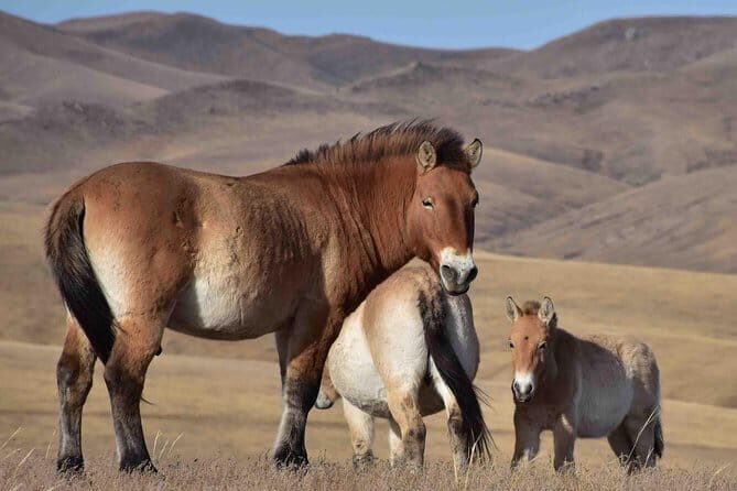 2 Days Hustai National Park and Nomadic homestay tour - Key Points