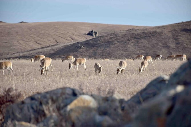 2 Days Hustai National Park and Nomadic homestay tour - FAQ