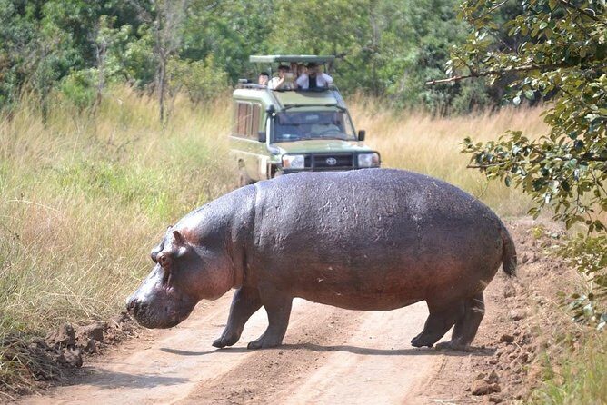 2 Days in Akagera National Park - What Travelers Say: Authentic Experiences