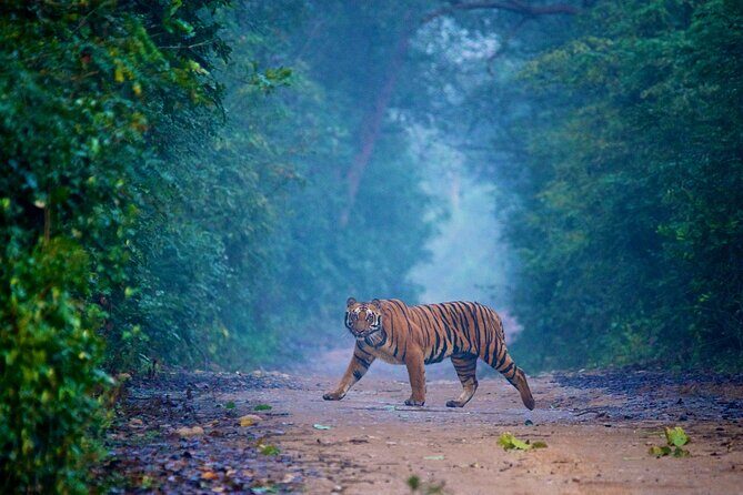 2 - Days: Jim Corbett jungle safari tour from Chennai by Flight - A Practical Look at the Journey