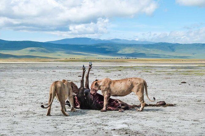 2 Days Joined Group Tarangire and Ngorongoro Crater National Park - Day 2: Ngorongoro Crater — The World’s Largest Intact Caldera