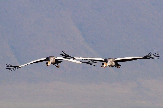 2 Days Joined Group Tarangire and Ngorongoro Crater National Park - Authentic Experiences and Traveler Insights