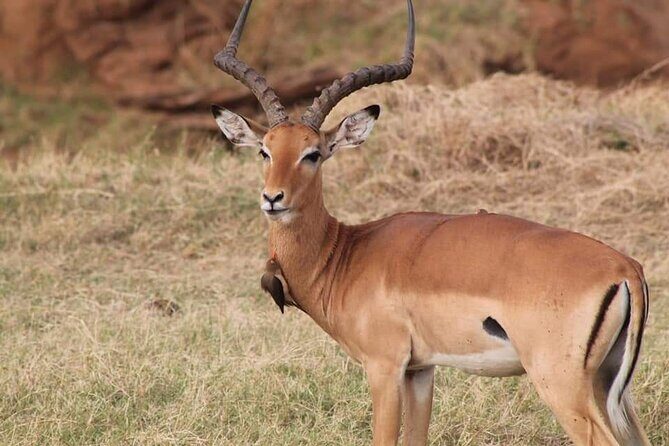 2 Days Kenya Safari special Tsavo East and Taita hills Saltlick from Mombasa - Authentic Experiences from Past Travelers