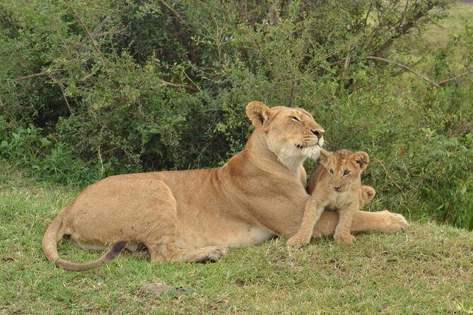 2 Days Kenya Safari special Tsavo East and Taita hills Saltlick from Mombasa - Who Would This Tour Suit Best?