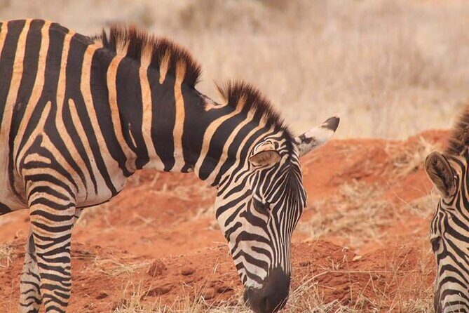 2 Days Kenya Safari special Tsavo East and Taita hills Saltlick from Mombasa - Final Thoughts