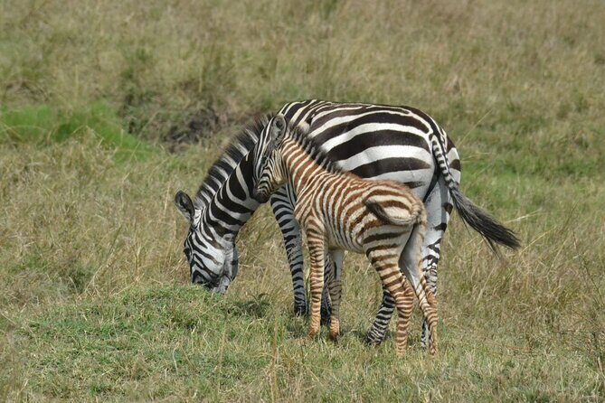 2 Days Kenya Safari special Tsavo East and Taita hills Saltlick from Mombasa - FAQ