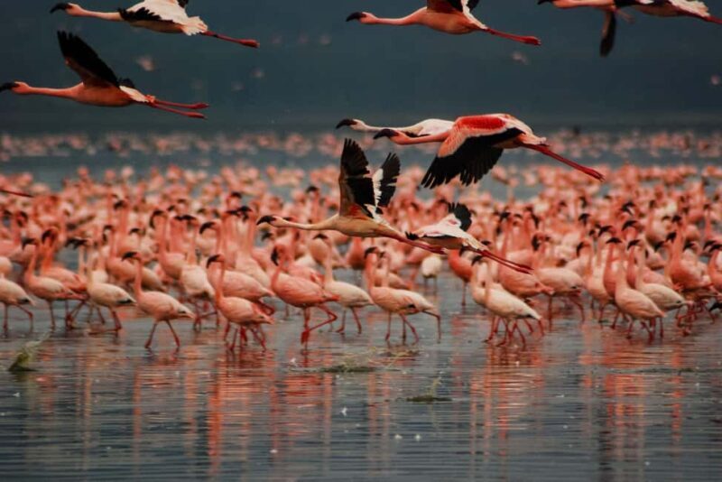 2 Days Lake Elementaita National park Safari - An In-Depth Look at the 2-Day Lake Elementaita Safari