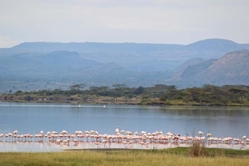 2 Days Lake Elementaita National park Safari - The Sum Up