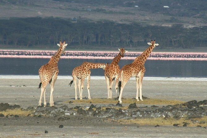 2 Days Lake Elementaita National park Safari - Who Should Consider This Tour?