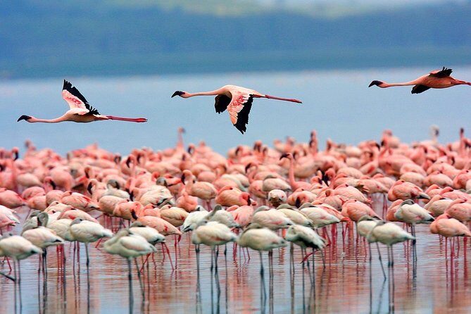 2 Days Lake Elementaita National park Safari - FAQ