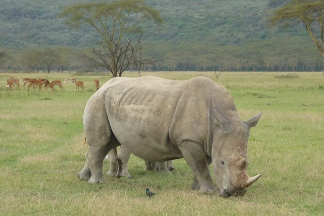 2 Days Lake Nakuru N/P - Key Points