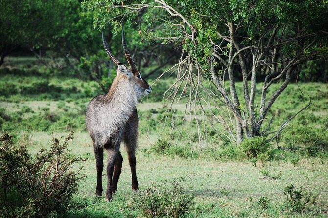 2 Days Lake Nakuru Safari - The Sum Up