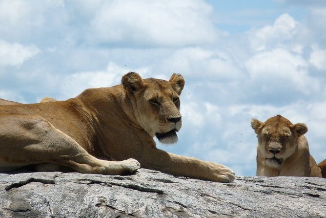 2 Days Lodge safari. - Key Points