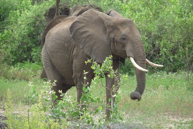 2 Days Lodge safari. - Authentic Experiences & Review Insights