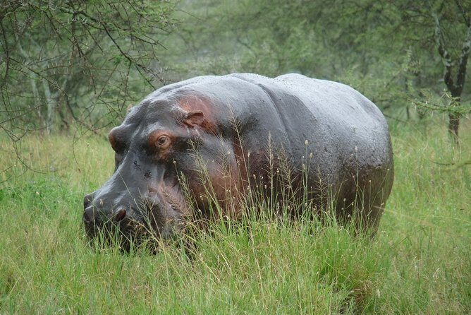 2 Days Lodge safari. - FAQ