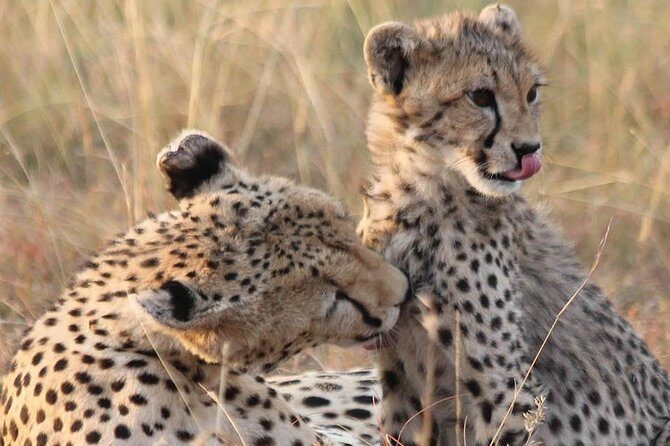 2 Days Lodge Safari - Lake Manyara and Ngorongoro Crater - Key Points