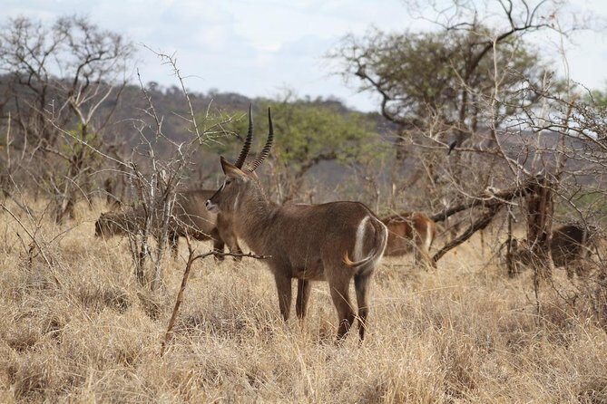 2 Days Lodge Safari - Lake Manyara and Ngorongoro Crater - Final Thoughts: Is This Tour Right for You?