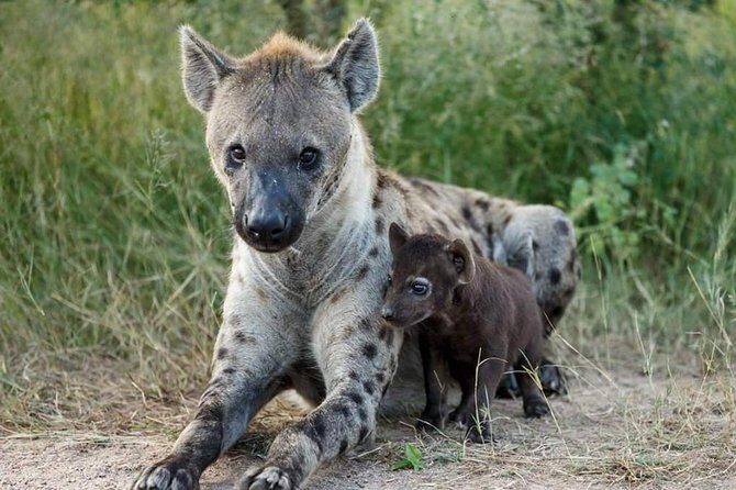 2 Days Lodge Safari  Tarangire & Ngorongoro Crater - Introducing the 2 Days Lodge Safari: Tarangire & Ngorongoro Crater