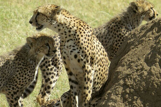 2 Days Lodge Safari  Tarangire & Ngorongoro Crater - Exploring the Itinerary in Depth