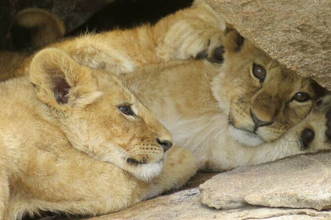 2 Days Lodge Safari  Tarangire & Ngorongoro Crater - Practical Details: Logistics and Experience