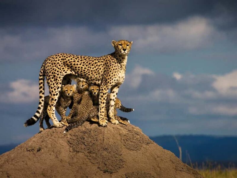 2 Days Masai Mara Flying Safari Package - Who Should Consider This Safari?