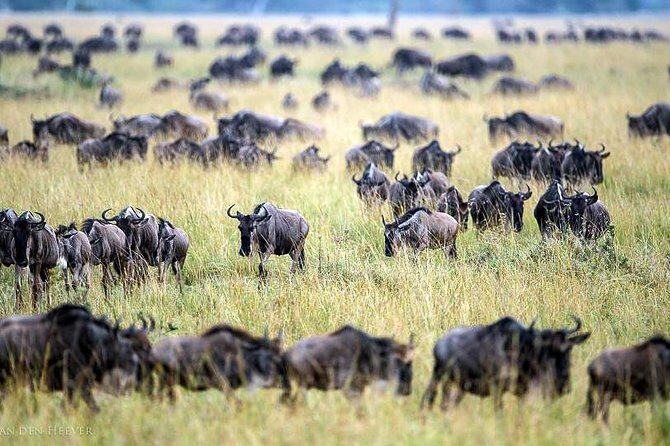 2 Days Masai Mara Private Safari From Nairobi - An In-Depth Look at the Safari Experience