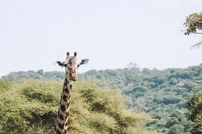 2 days Mid Range Safari in Ngorongoro and Tarangire Big 5 Parks - A Closer Look at the Itinerary