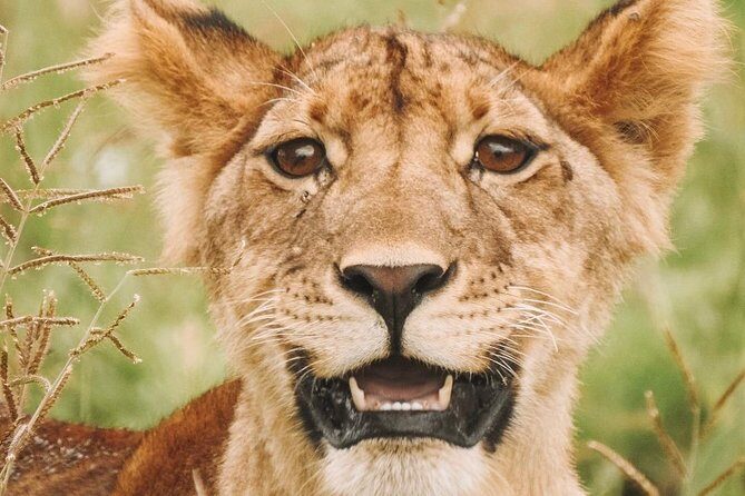 2 days Mid Range Safari in Ngorongoro and Tarangire Big 5 Parks - The Sum Up: Who is this safari best for?