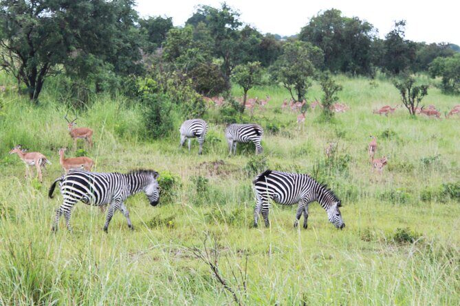 2-Days Mikumi National Park Budget Safari - FAQs