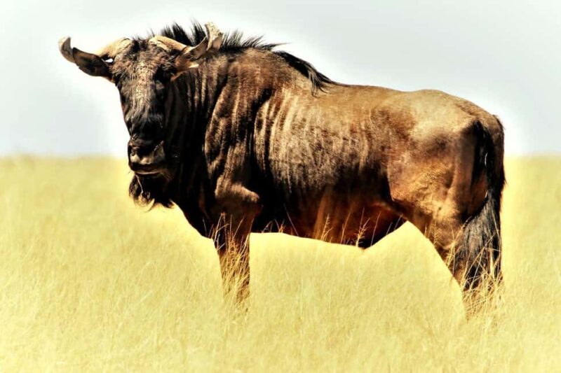 2 Days Mikumi national park comfortable safari from Dar - Key Points