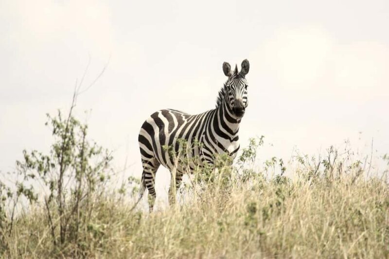 2 Days Mikumi national park comfortable safari from Dar - Who Will Love This Safari?