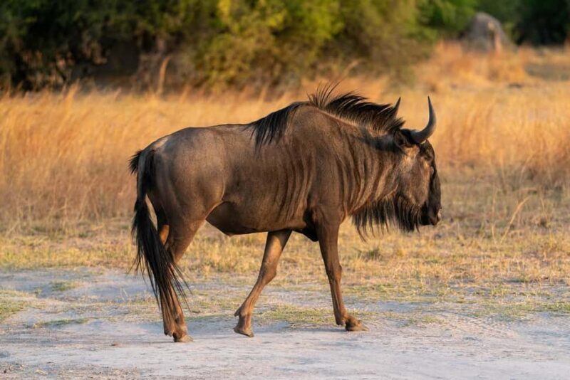 2-Days Mikumi National Park from Dar-es-Salaam by luxury car - Key Points