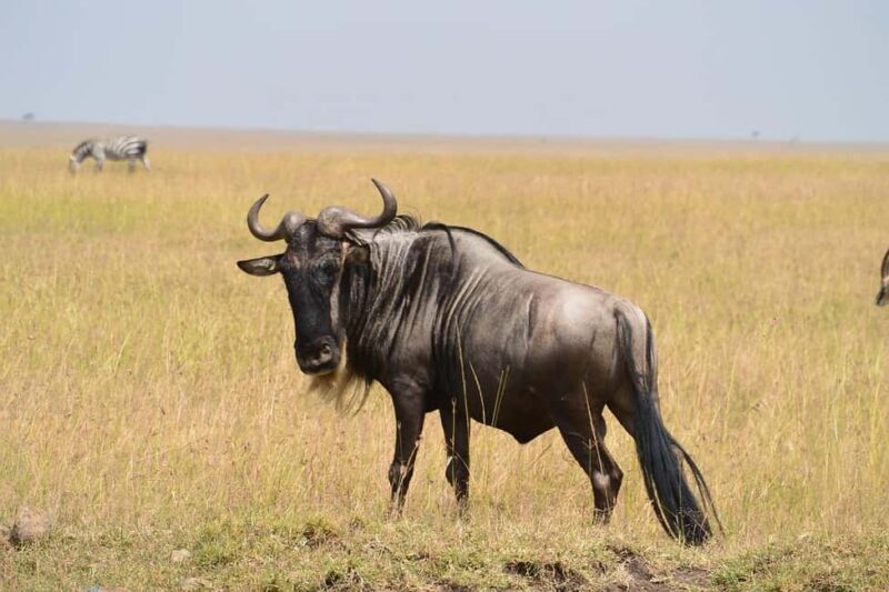 2-Days Mikumi National Park from Dar-es-Salaam by luxury car - Value and Cost Analysis